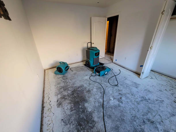 Best Mold removal after water damage  in La Homa, TX